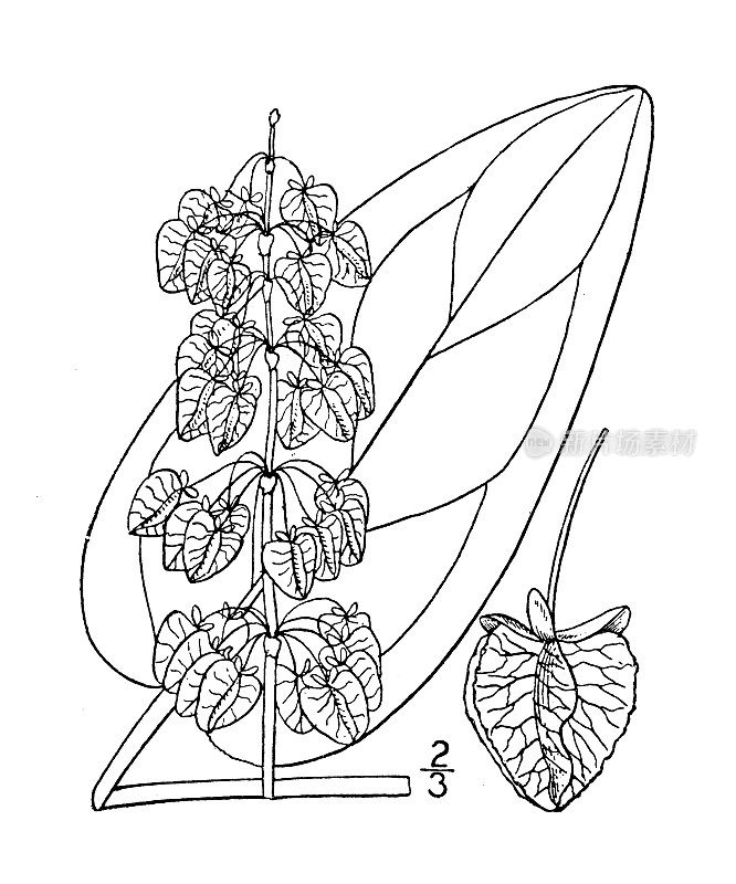 古植物学植物插图:西花Rumex Western dock